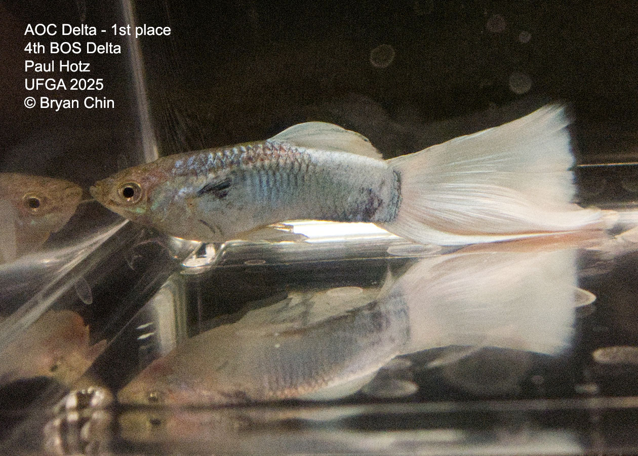 Guppy Stoerzbach pastel